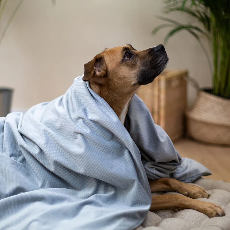 Hunde Gewichtsdecke