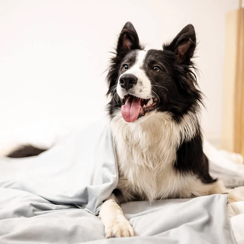 Hunde Gewichtsdecke