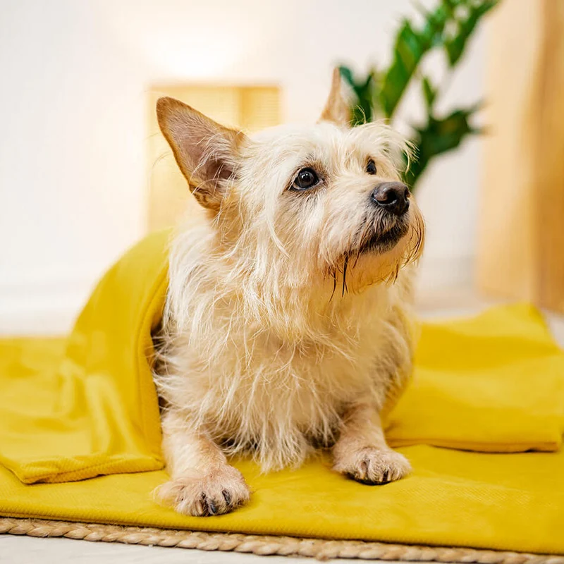 Hunde Gewichtsdecke