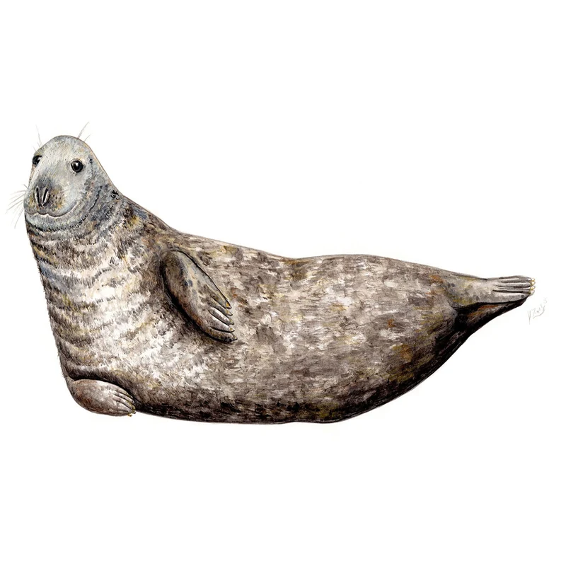 Grey seal Placemat